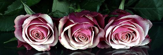 Rosen zur Hochzeit