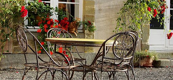 Innenhof mit Katze und Rosen
